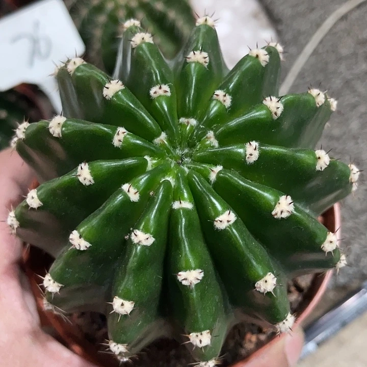 85号宽高耸短刺彩草