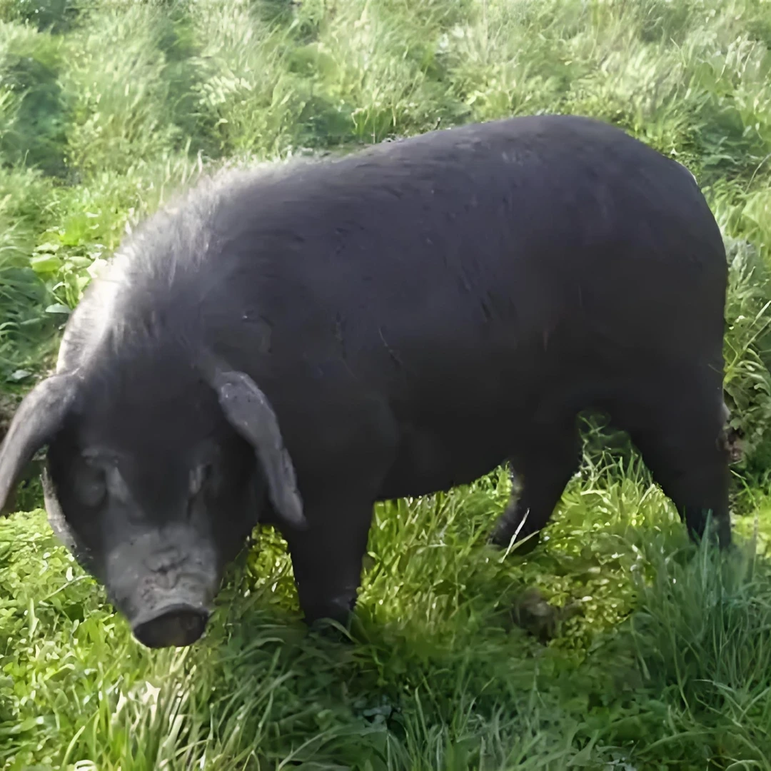 贵州农家熟食粮食黑土猪肉2