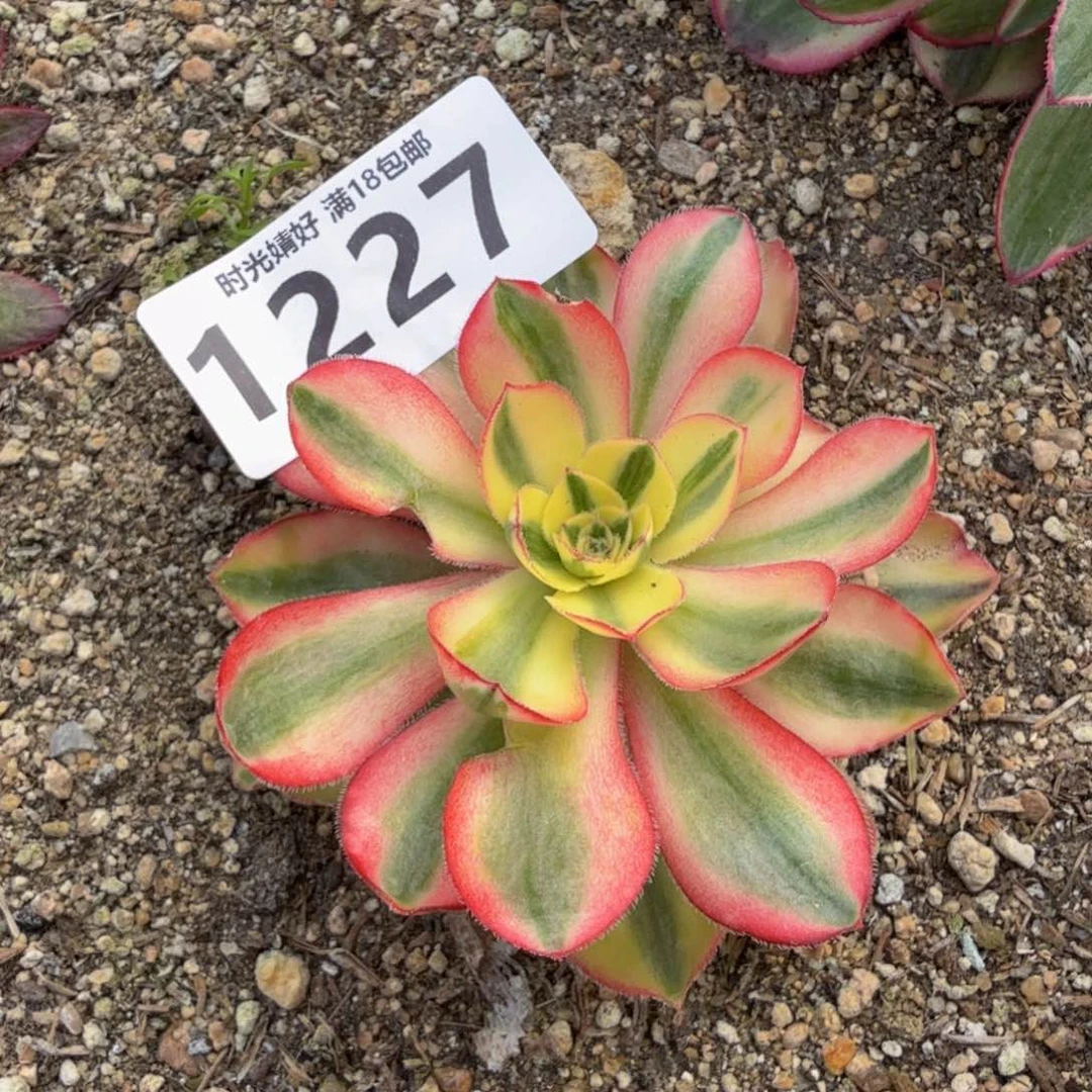 1227爱丽丝。多肉植物