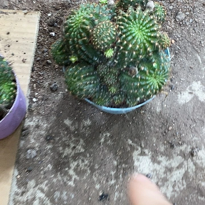 红黑心丽花，5公分左右