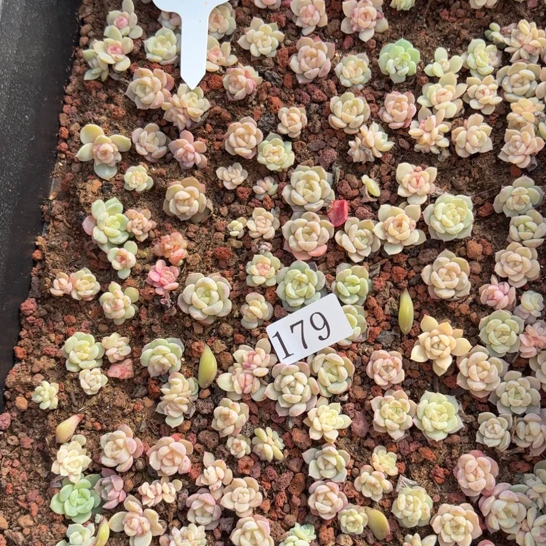 多肉植物多肉植物179