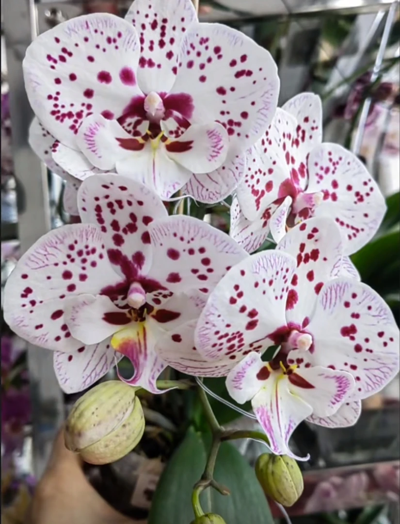 【再见萤火虫苗子3.0杯】无花无梗