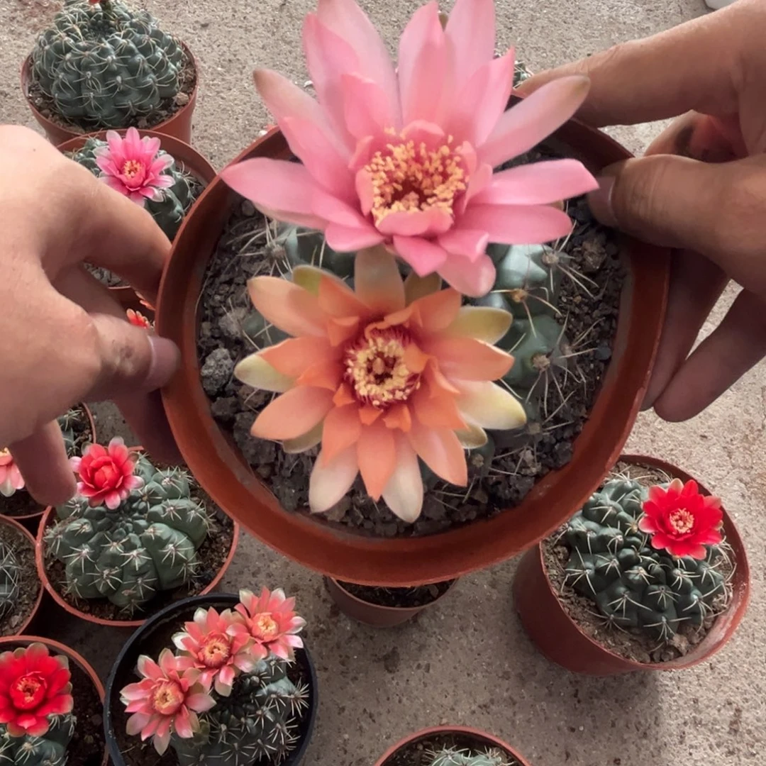 m***g实生绯花玉仙人球1