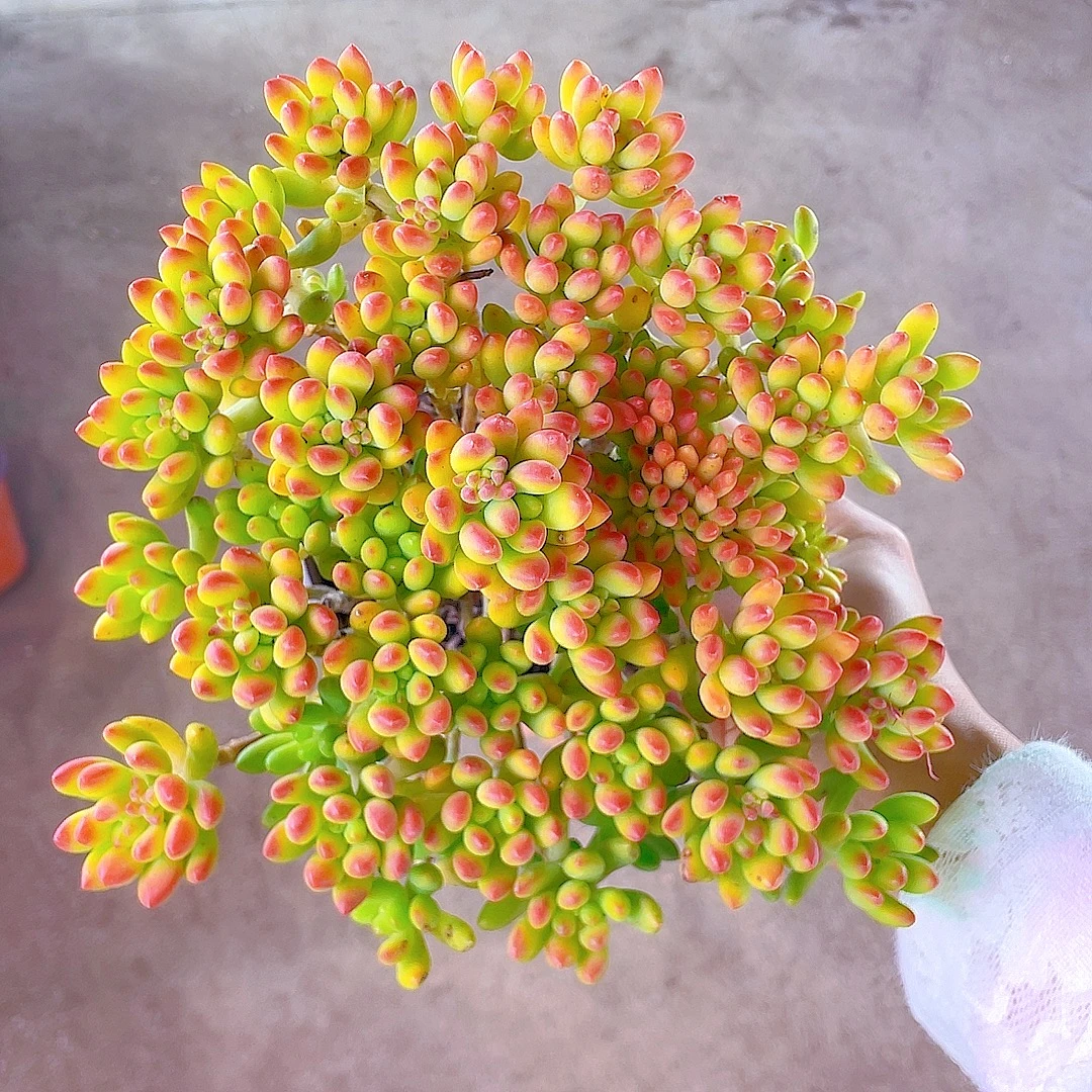 三岁家 香香春萌【原盆原土】 多肉植物 净化空气