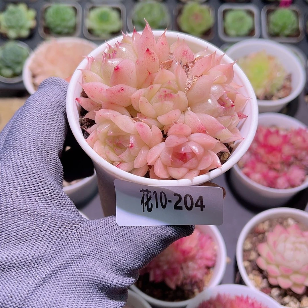 花10-204麦秆群生