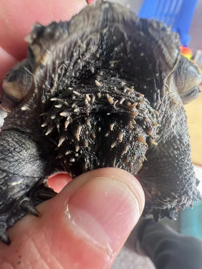 直播间挑选乌龟活体佛鳄宠物龟