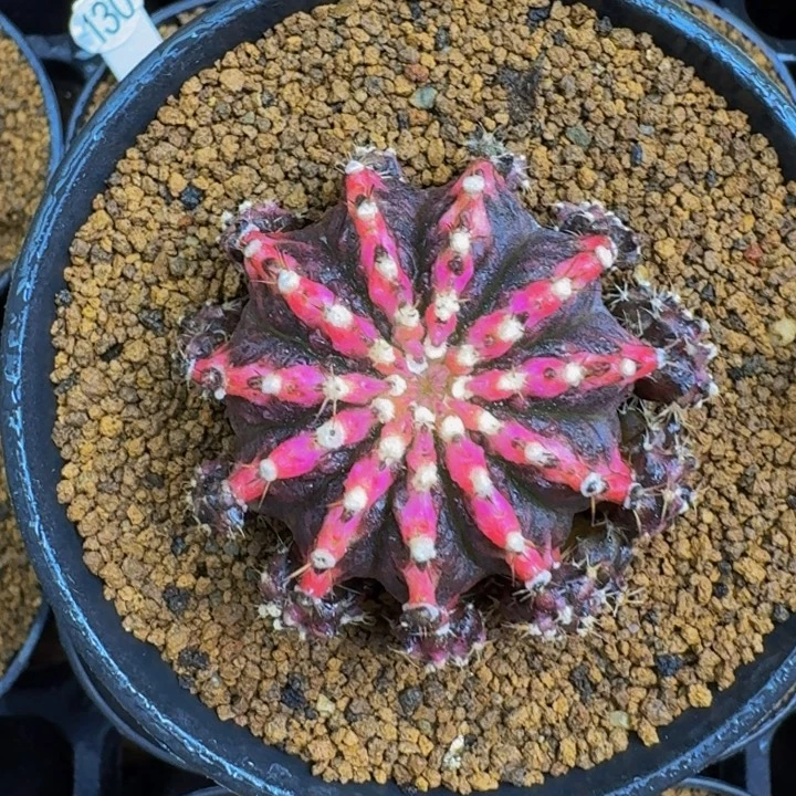 黑海锦出侧芽一个288
