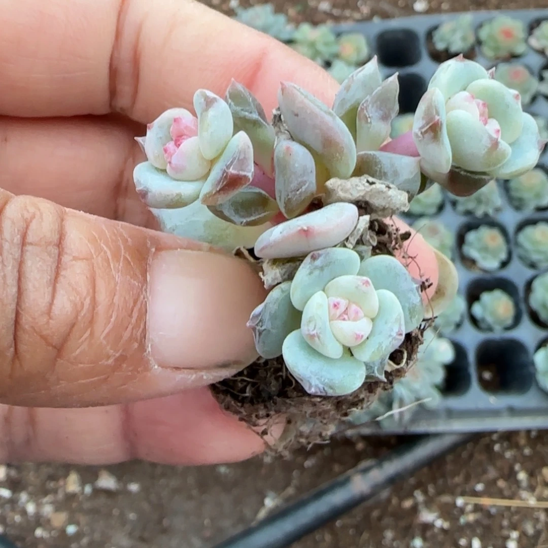 小卡拉米糖心一物一拍