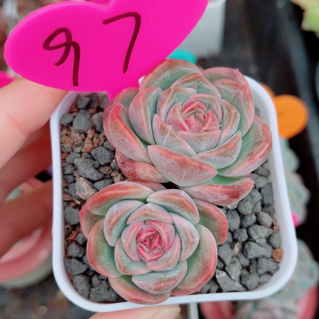 97号小老桩珍妮双头