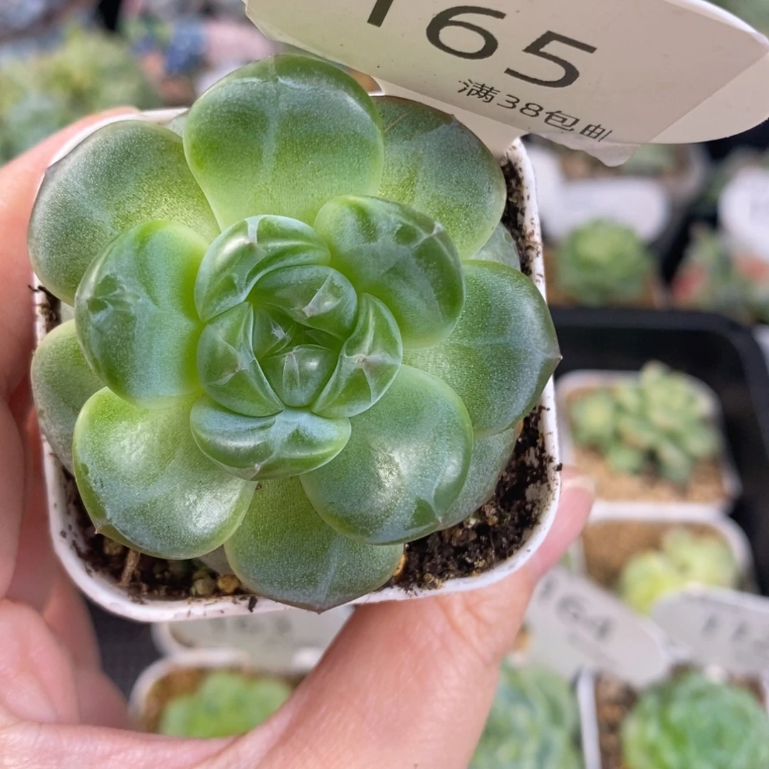 遥遥珍妮单头165号