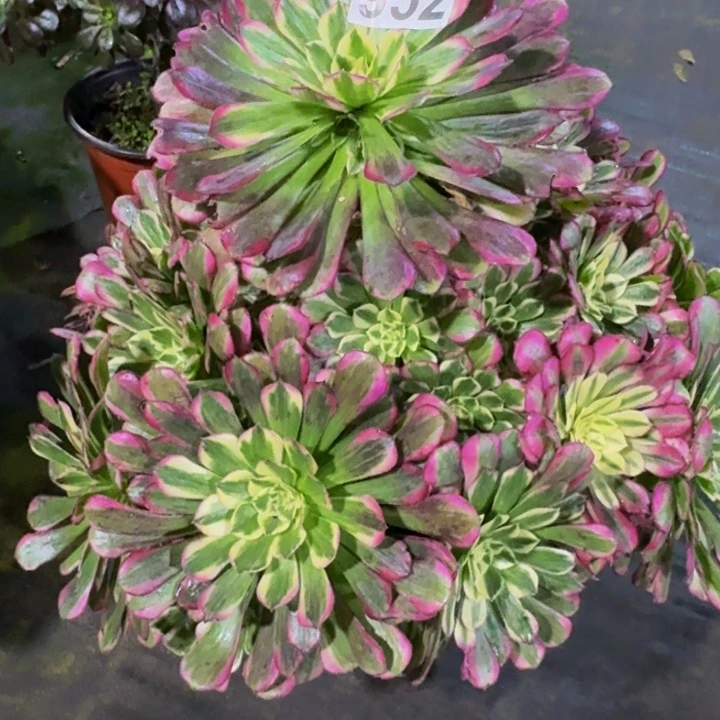 绿体铜壶9520000000