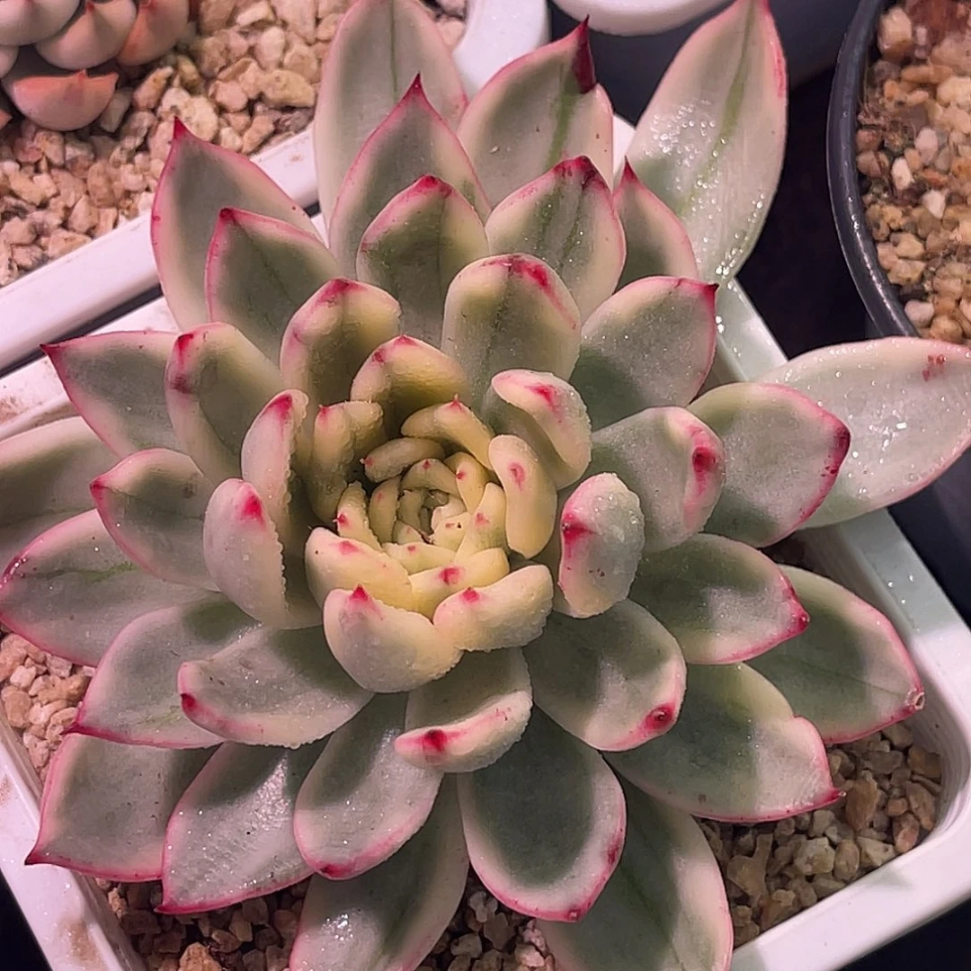 尚品园艺福利锦老桩8011