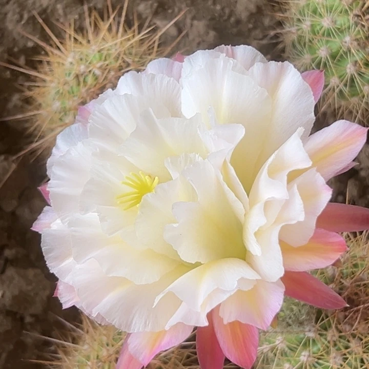 清清白玫瑰根仙人球瑕疵