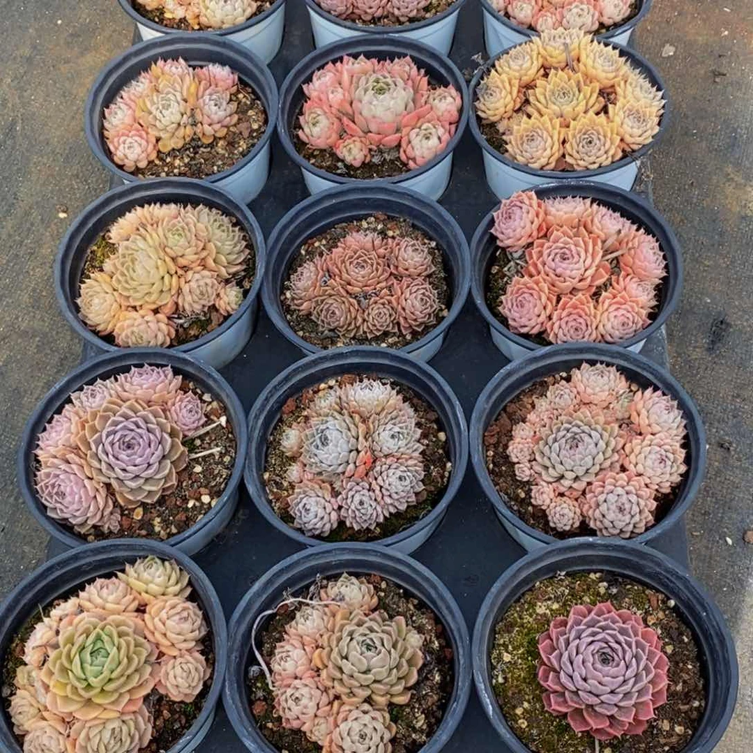 带****阳728的人生态度是如此