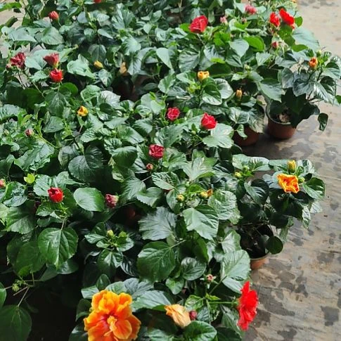 完全开放木槿顺丰