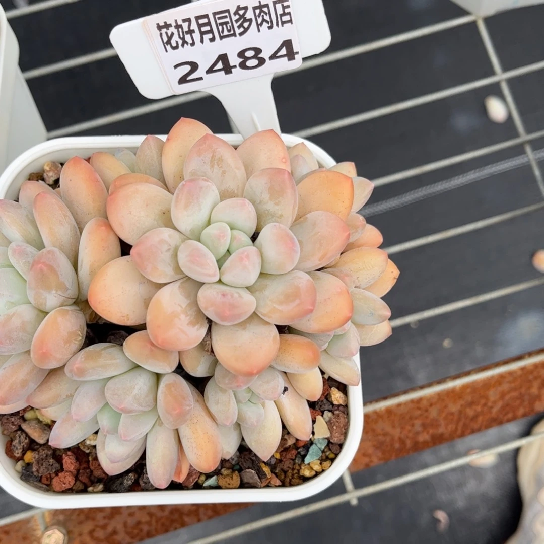 多肉植物2484………….