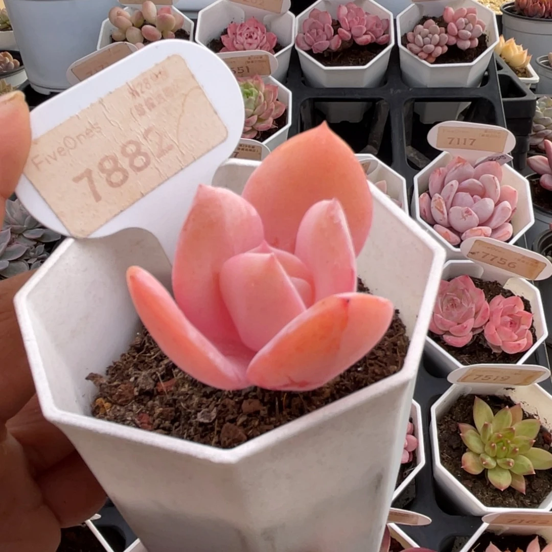 奶茶7882-4.0厘米