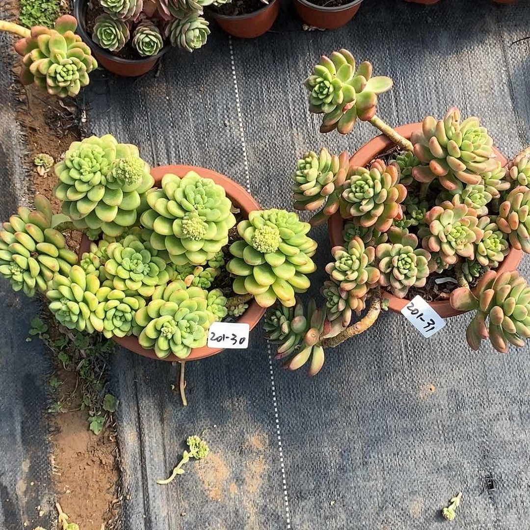 尝*唇多肉植物香格里拉201-30-31