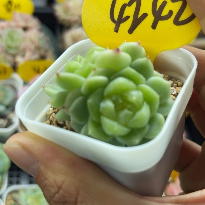 财富密码双头4242