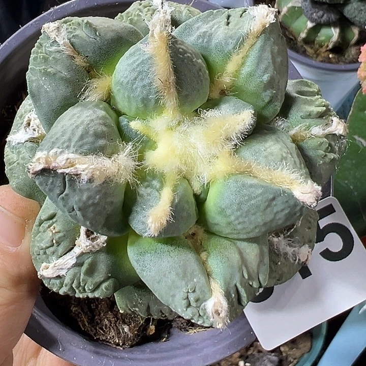 中筋青瓷怒015仙人球开花