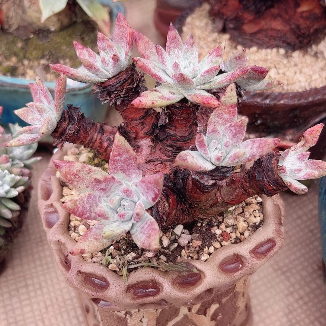 3350老桩白雪仙女杯