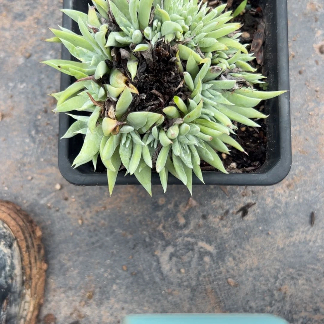 锦宸多肉，一物一天1089