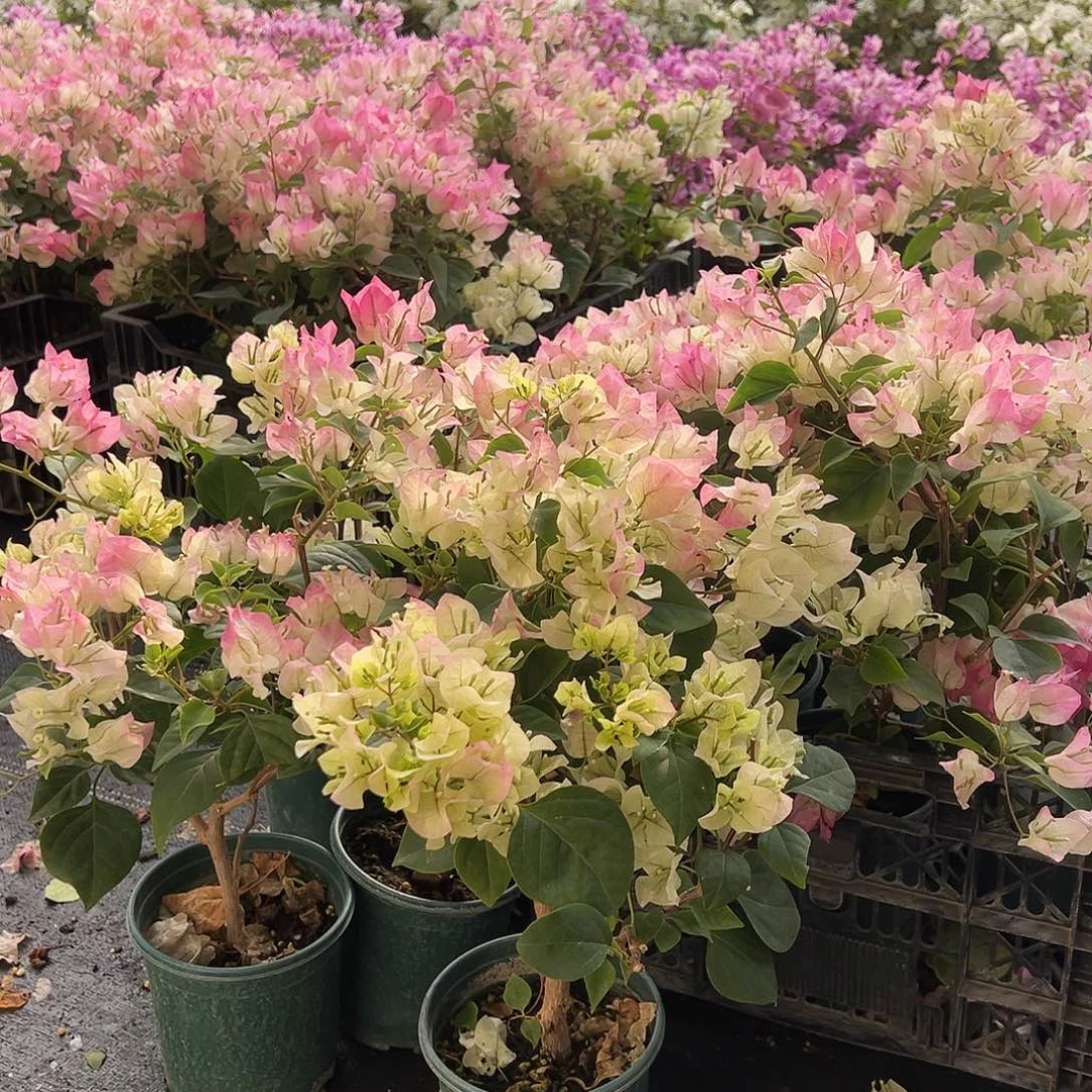 大部分花苞少量开放绿樱掌中宝一棵