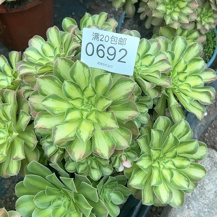 0692韶华多肉植物