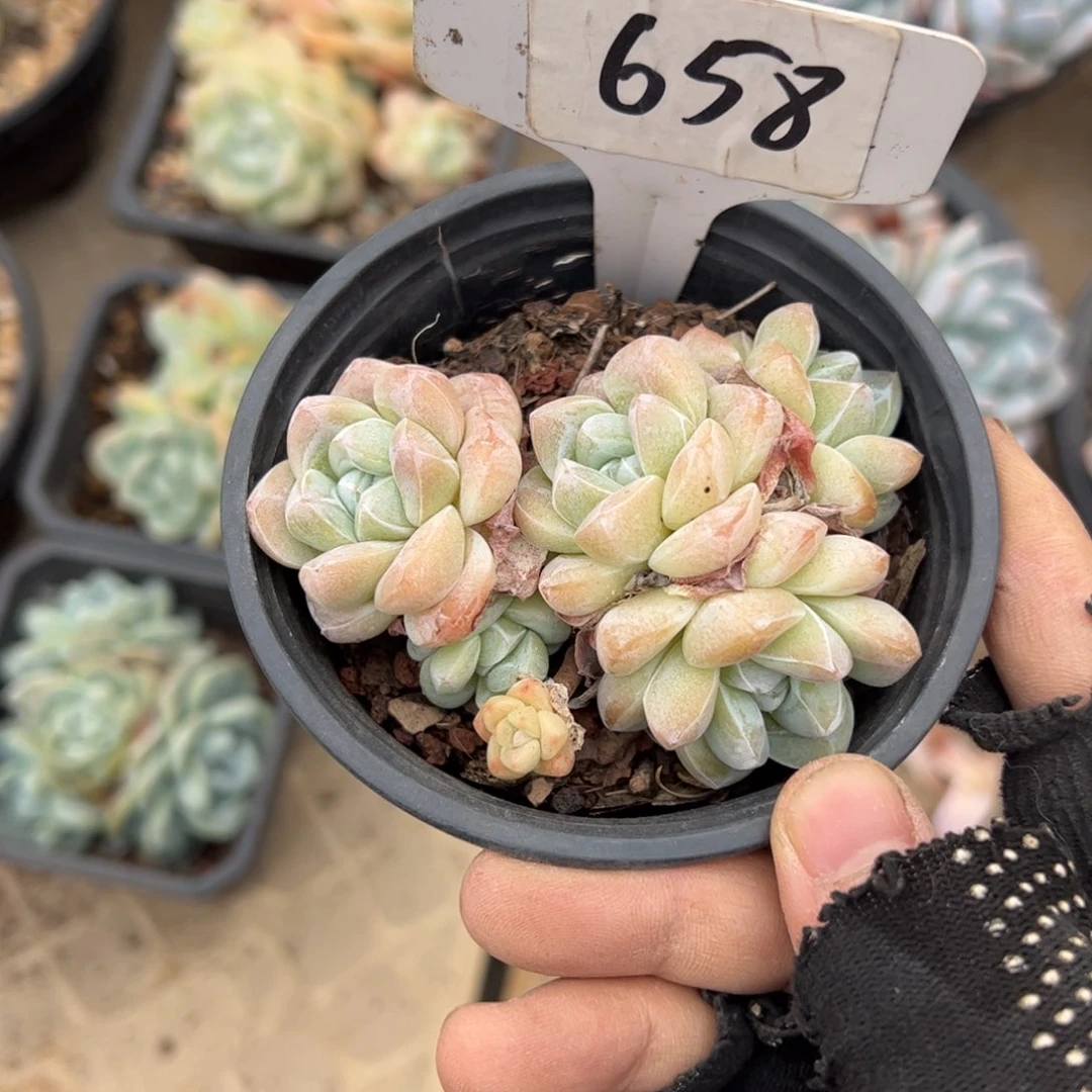 淺*658号多肉植物