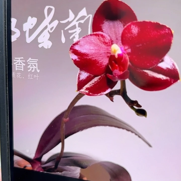 当前无花栽培后可以开花红宝石