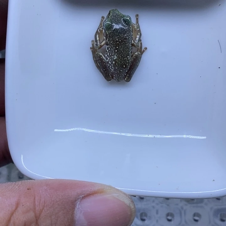 老爷树蛙澳蓝雪花