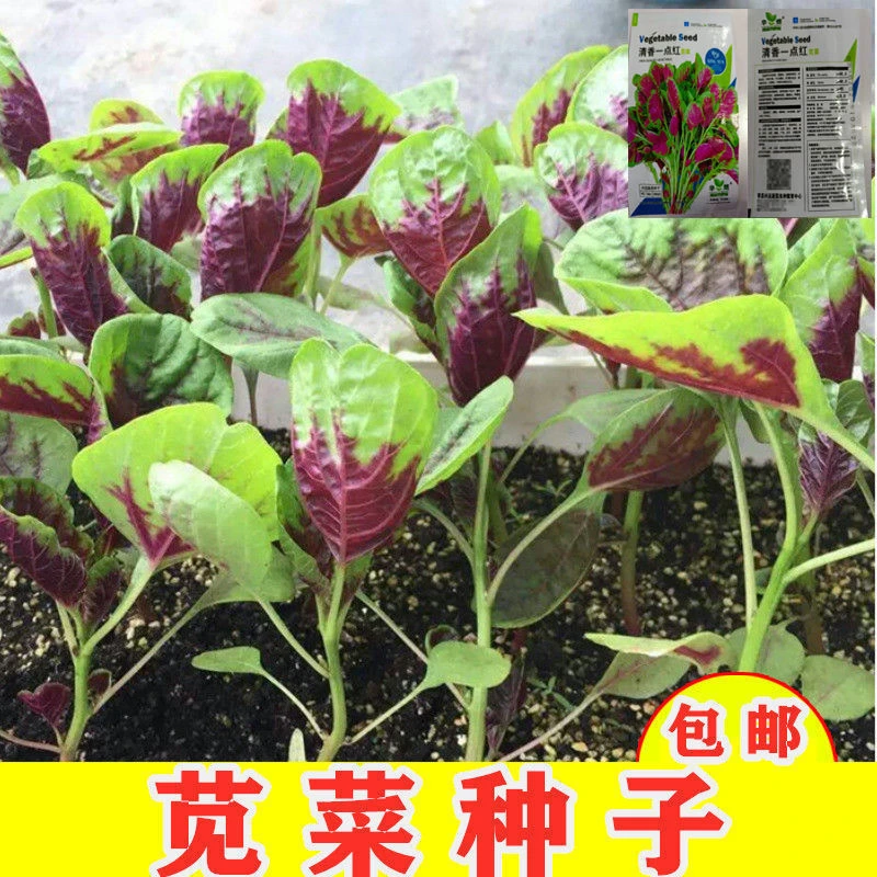 【秋播】红苋菜种子四季新鲜青菜种籽野菜四季阳台