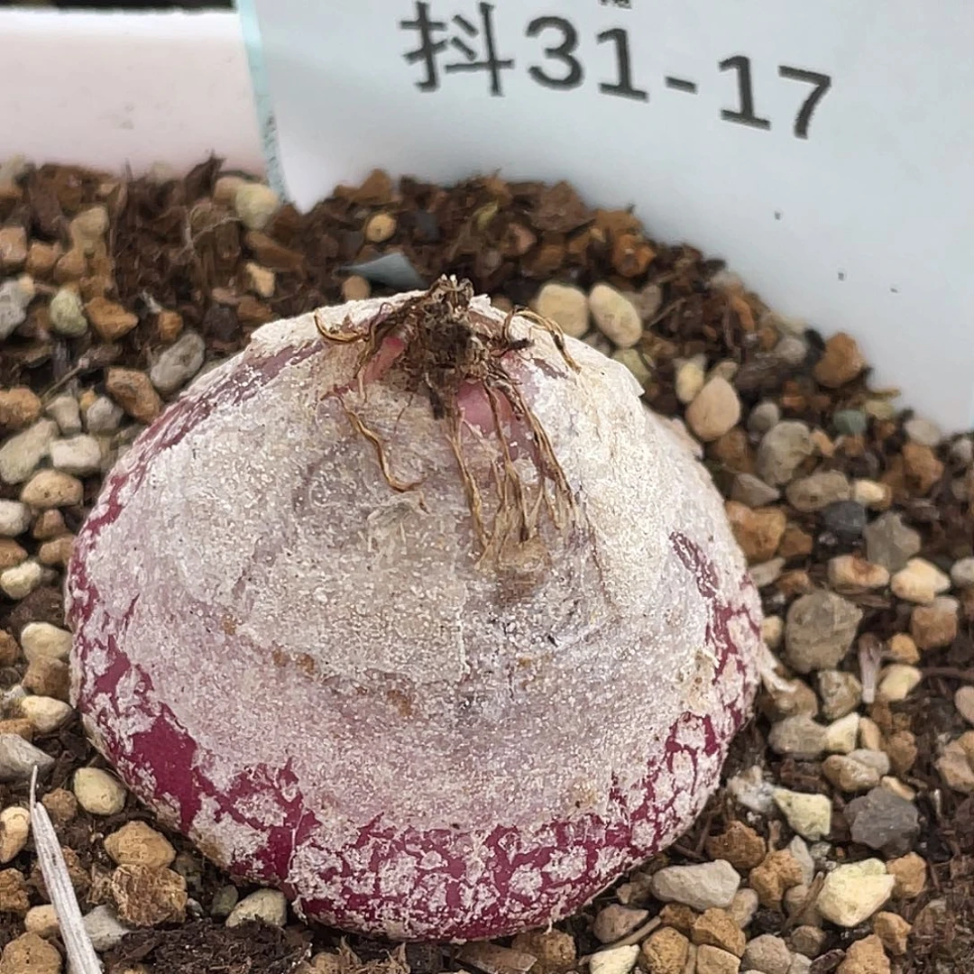 31-17灯泡多肉植物