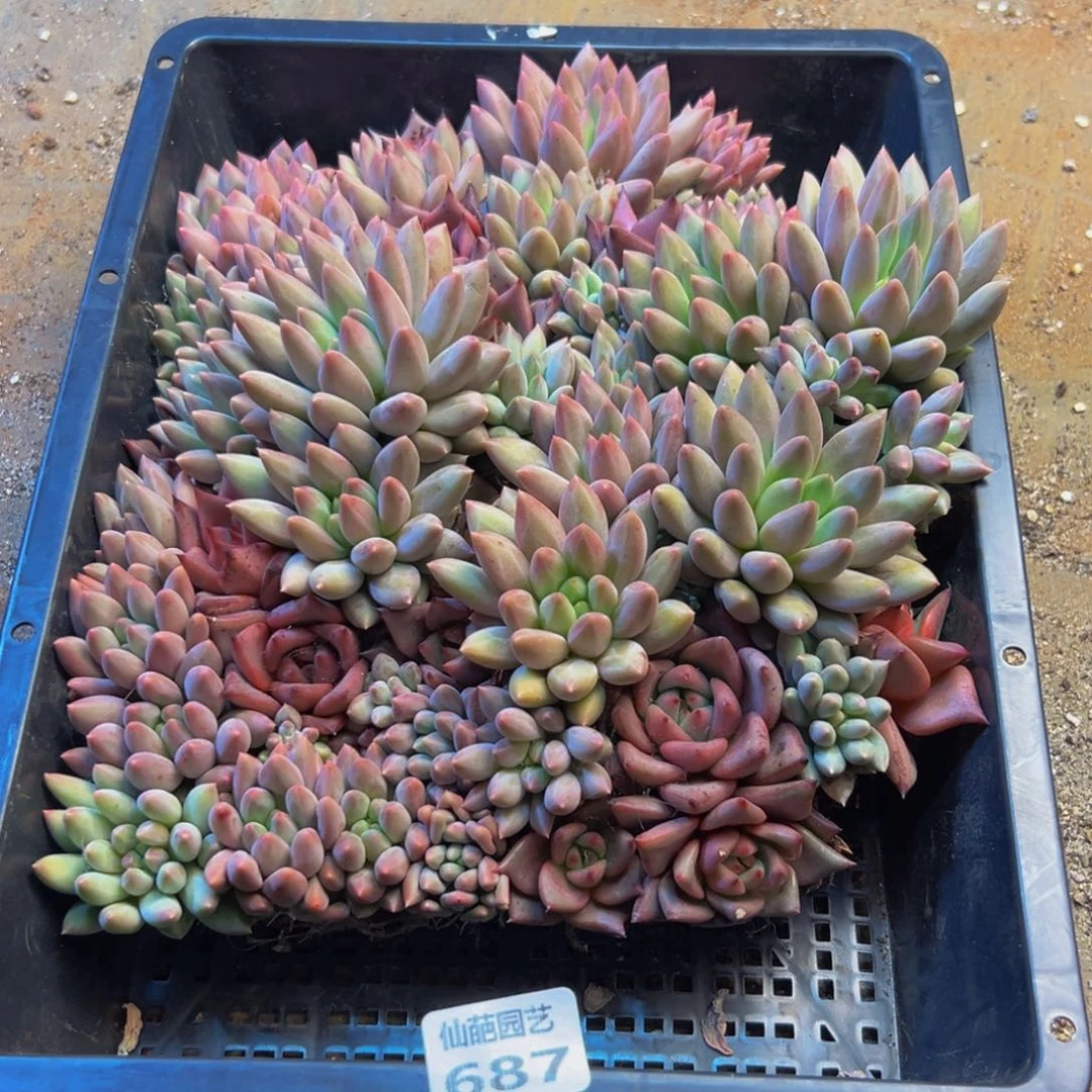 小***诺687多肉植物和植物在这里繁衍