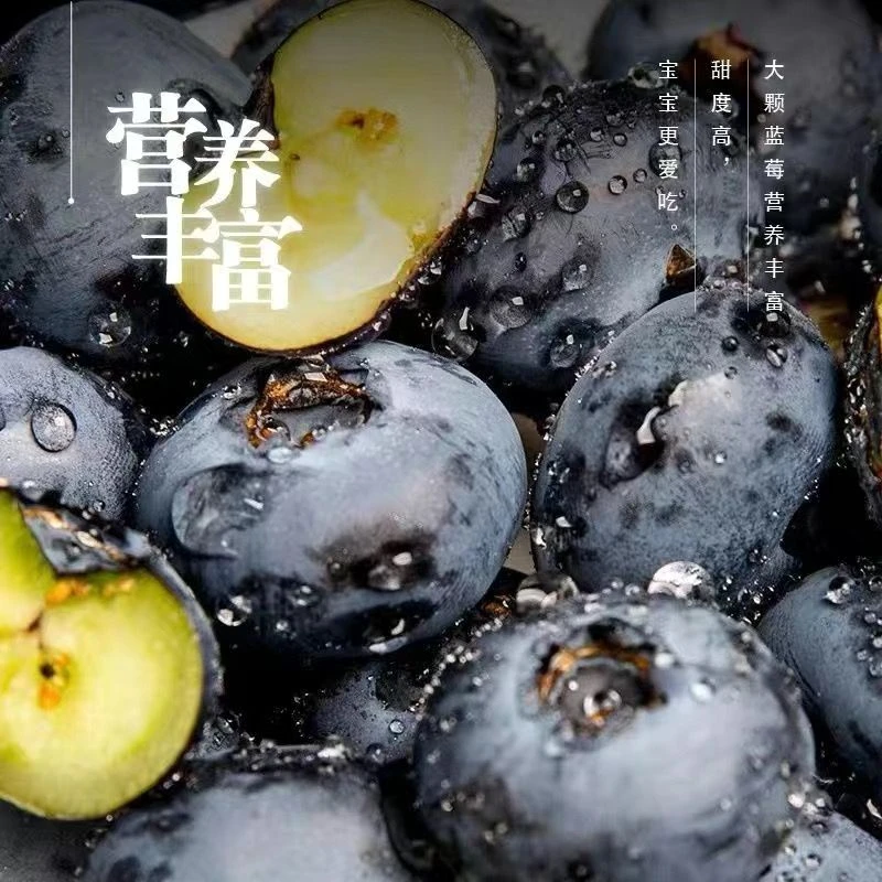 精品6盒巨无霸20＋ 100g每盒新鲜蓝莓水果