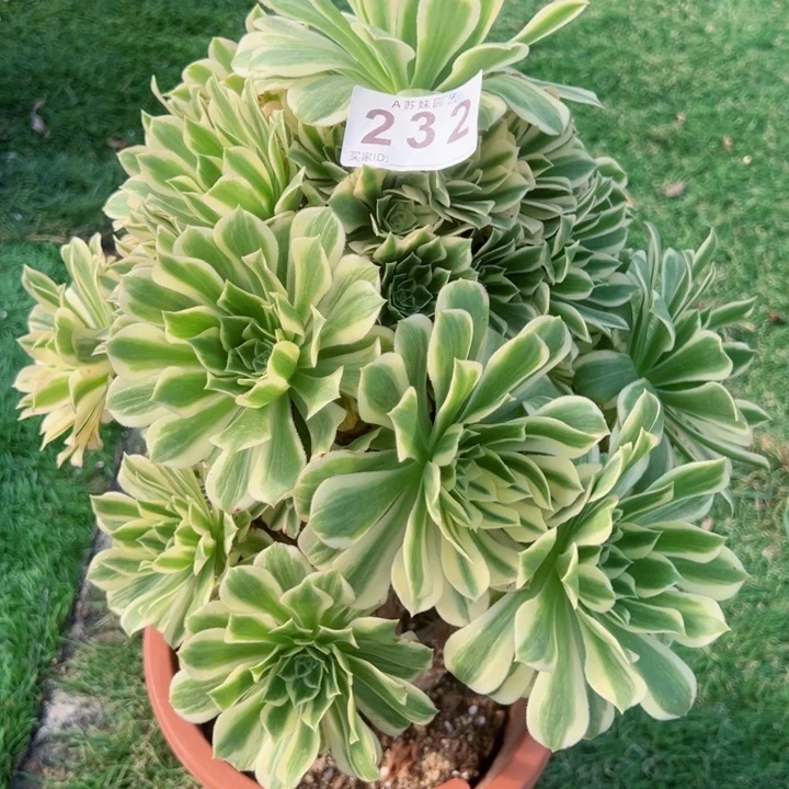 完全开放232芳华法师