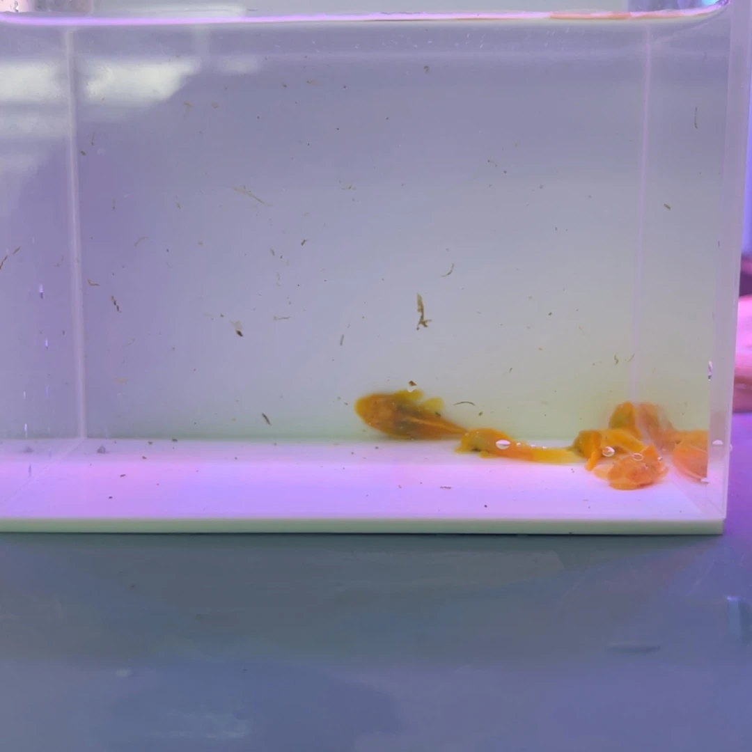孔雀鱼胡子5条开箱视频报损