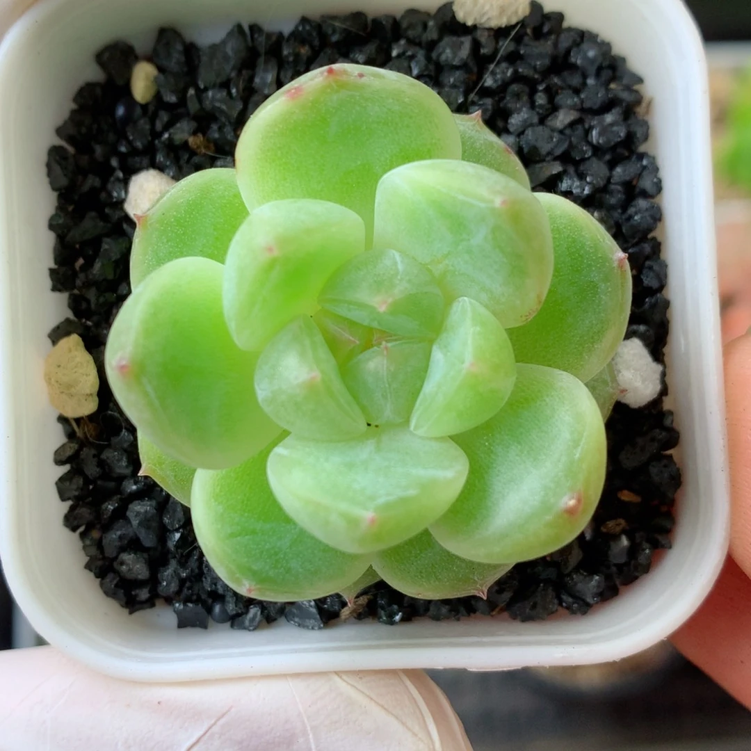 58包邮  群生不包整 20