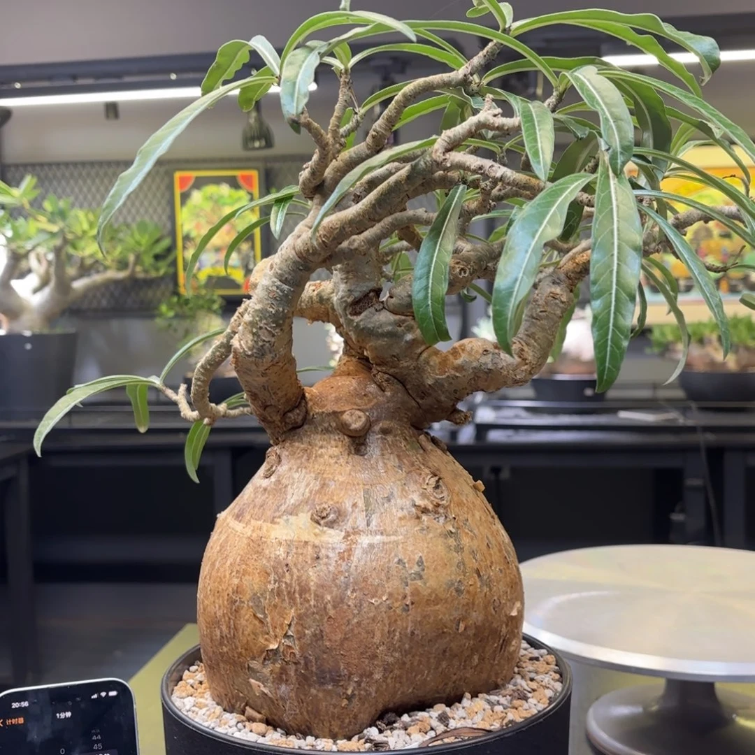 块根特惠福利活动