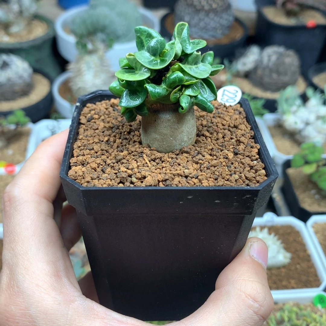 卡汗羊角沙漠玫瑰带盆发货