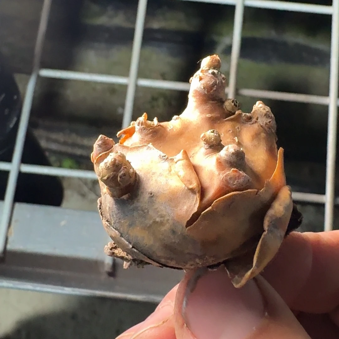 里特黑鬼殿一个banke附近