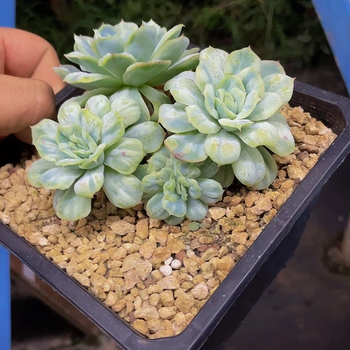 泡泡纱裙一物一拍