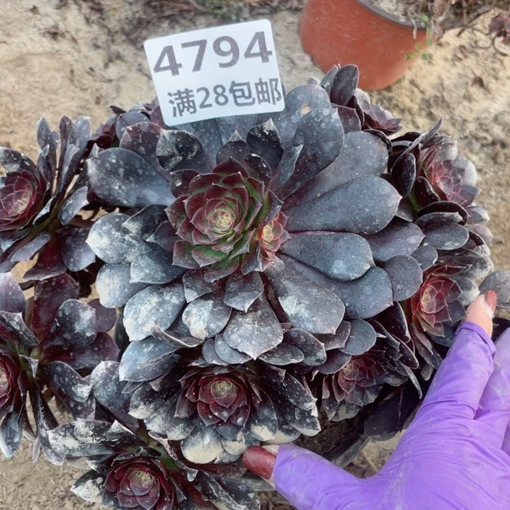 4794一号棚多肉植物