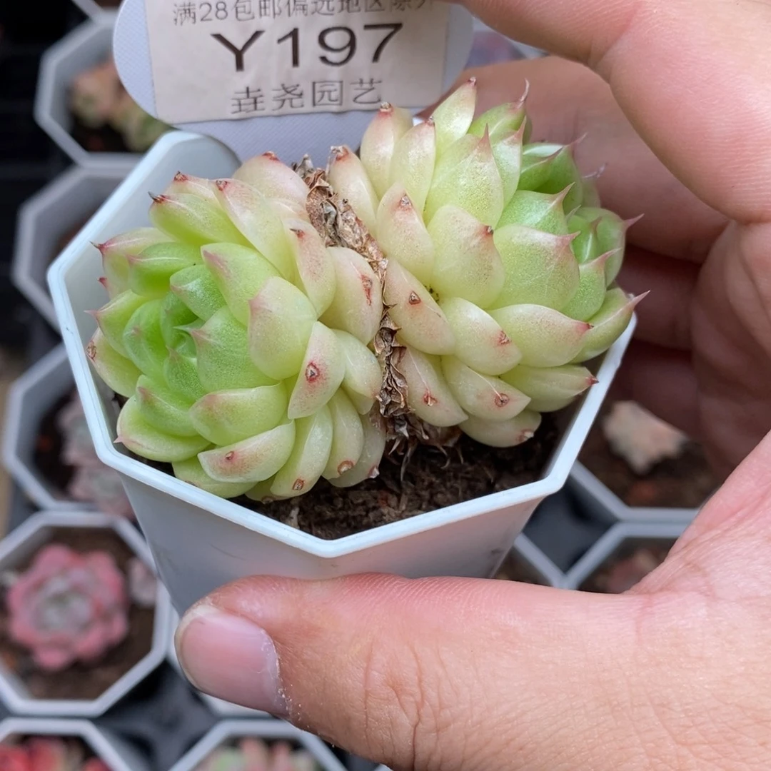 0197 麦秆双头 6cm