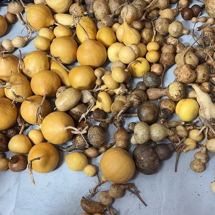 M***Y嫂子地方vv国华好姐姐姐姐