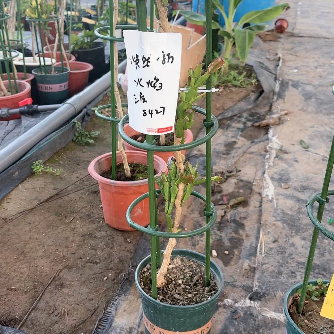 【闪购商品】焕**新三层火焰叶仙嫁接蟹爪兰