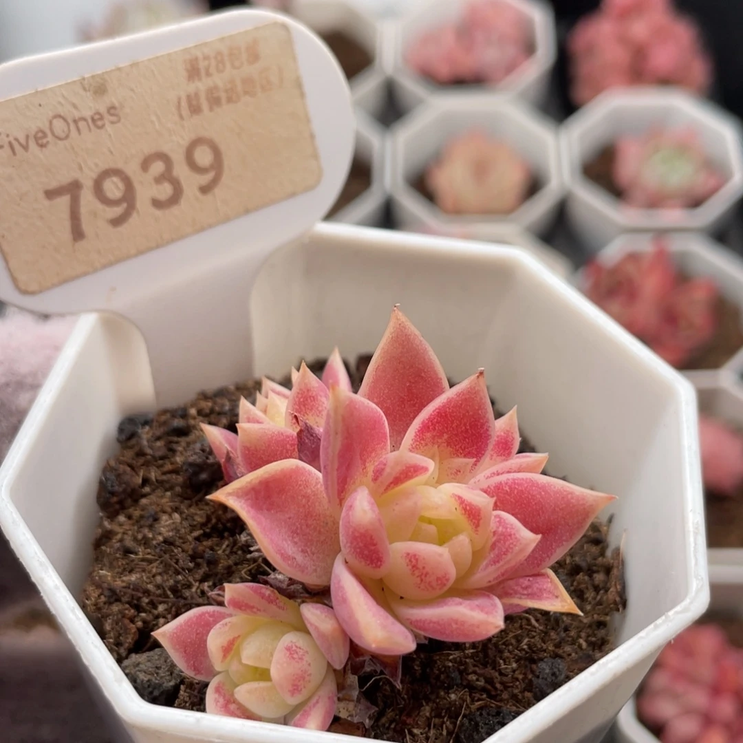 粉蔓莲7939-4.0厘米