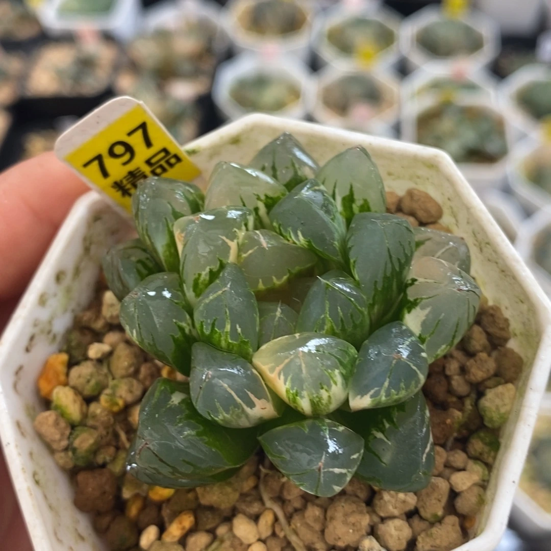不开花植物797北极之光