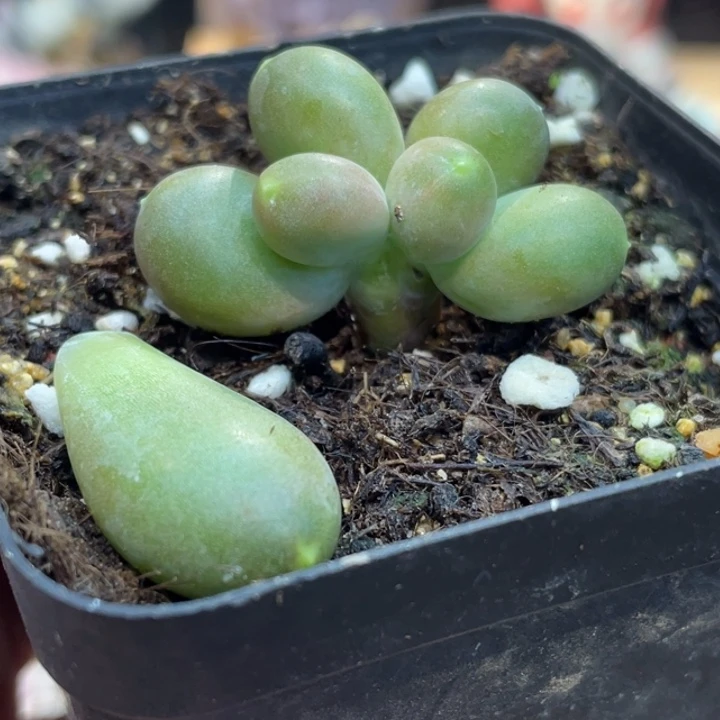 小青芒647号的多肉啊啊啊