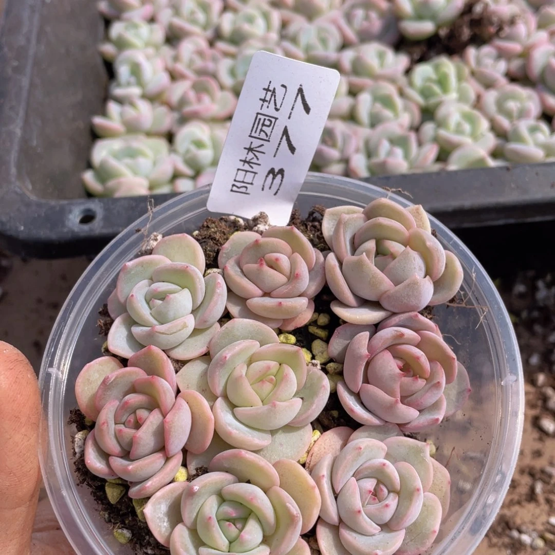 甜**雯多肉植物多肉植物377